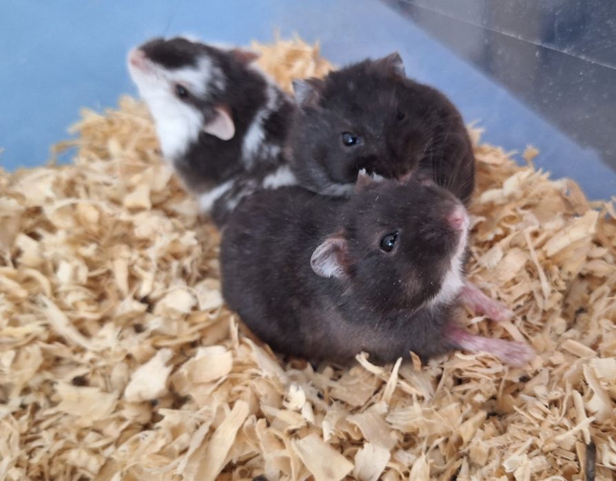 Hamsteri pitici blânzi și jucăuși (Panda și Negri) – Puișori