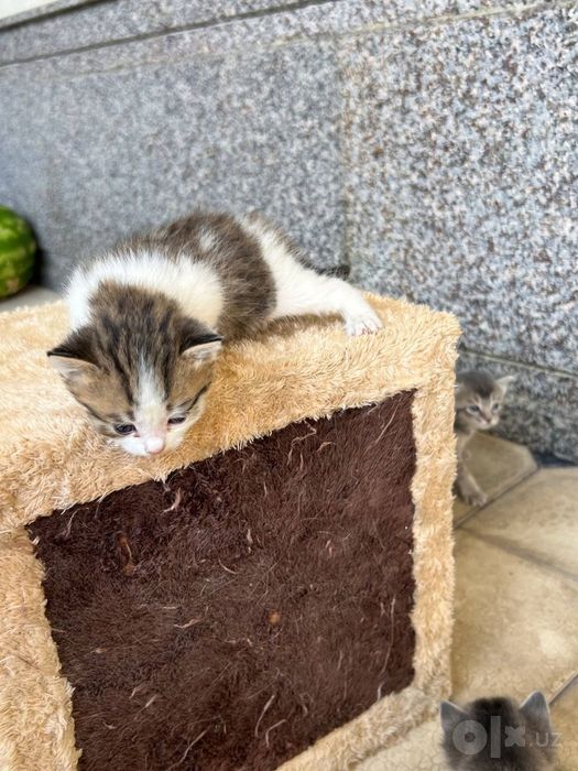 Продаются котята. ЦЕНА ДОГОВОРНАЯ