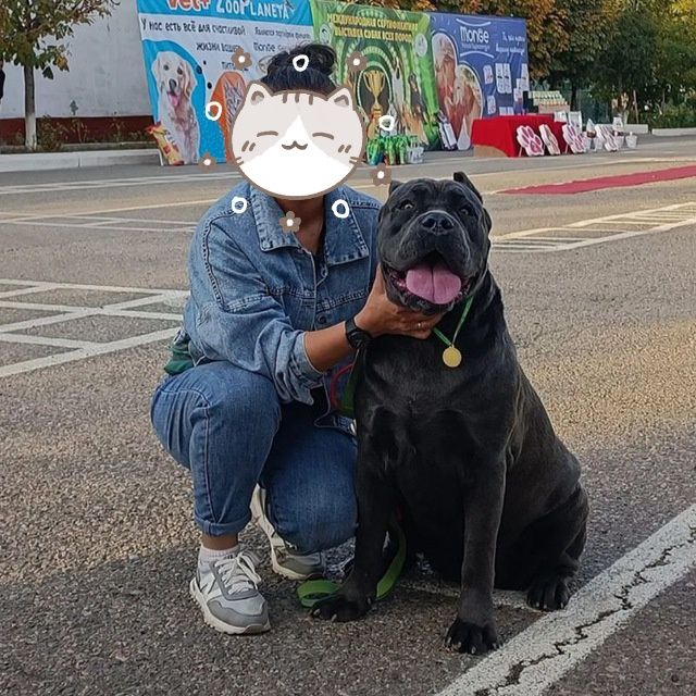 Продаётся щенок Кане-корсо