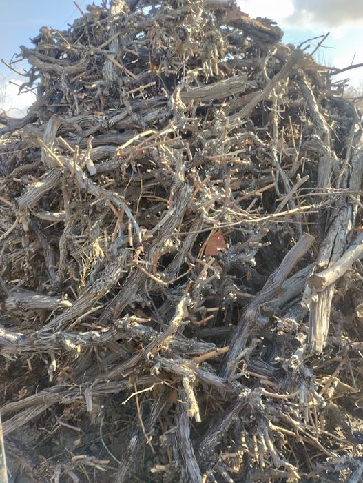 Tolor kunda sotiladi