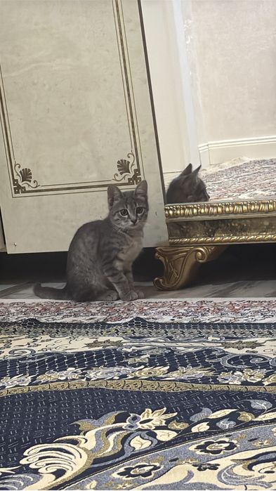 5000тг котёнок девочка