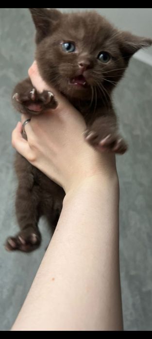 Британские котята