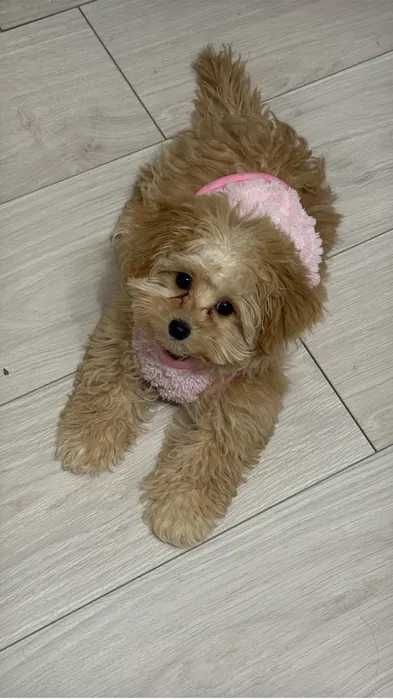 Отдам щенка той-пуделя