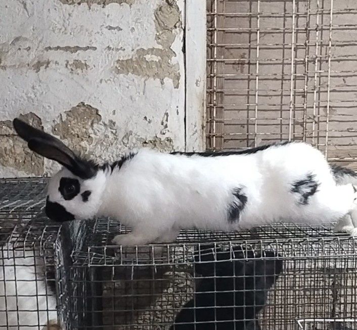 Продается молодой крол