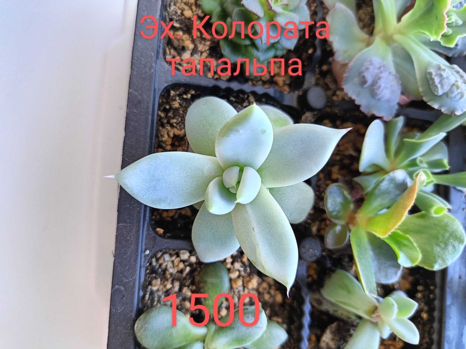 Растения (суккуленты)