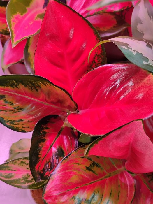 Аглаонемы разных сортов