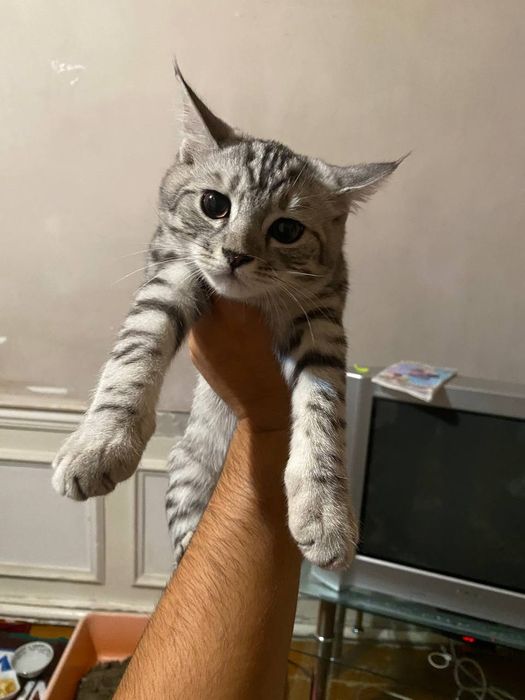 Шиншилла сотилади