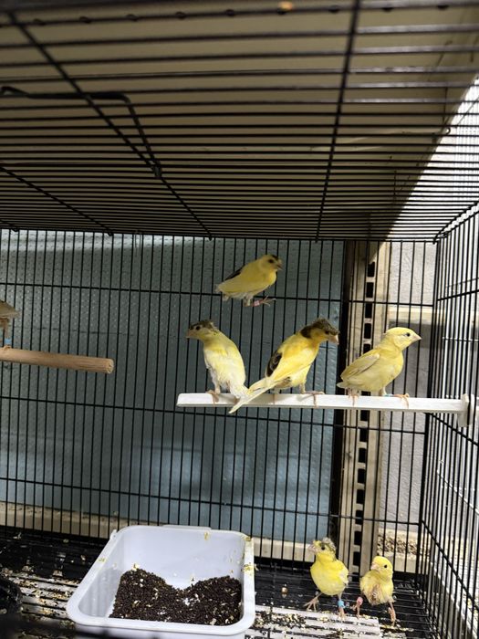 Kanareyka 1 oyli jojalari donaga 120000 sumdan