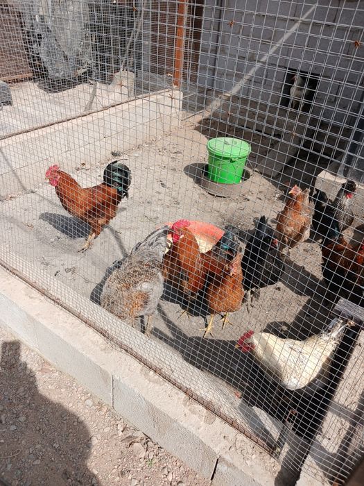 Петух  по  пять тысяч тг.