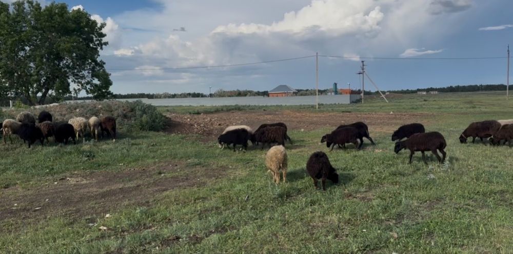Продаются овцы оптом