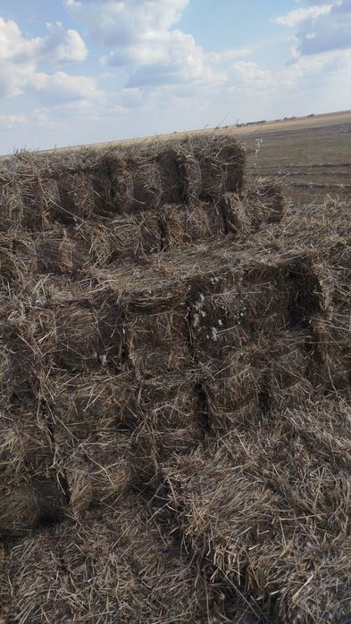 Продам сено в квадратных тюках