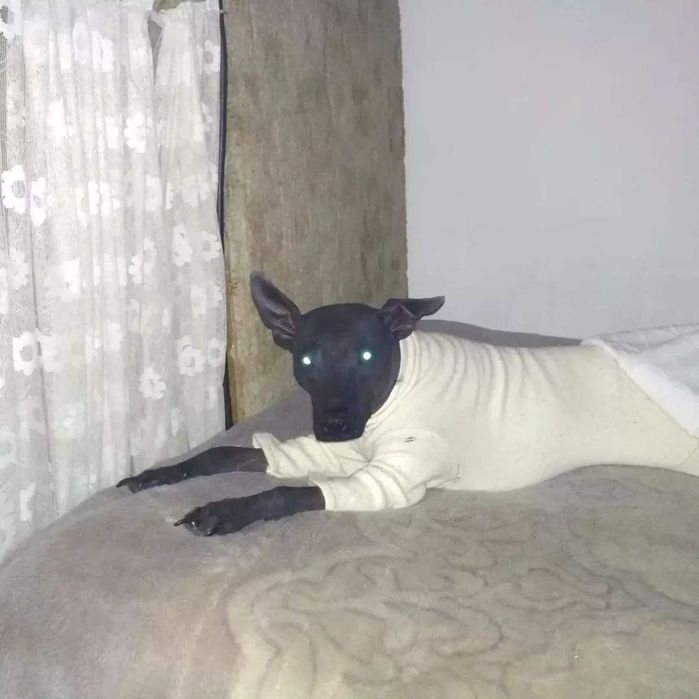 Вязка мексиканская голая