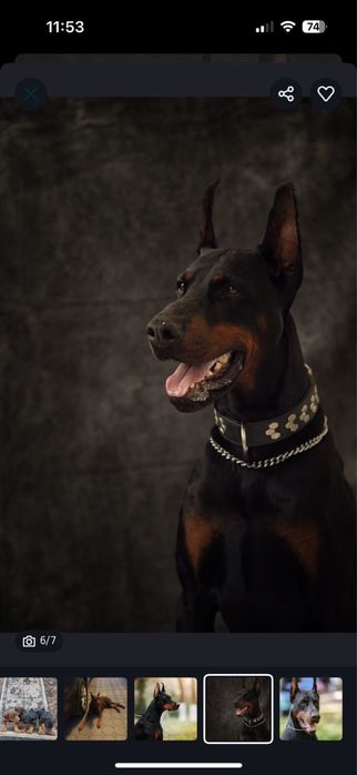 Щенки добермана коричневые и черные