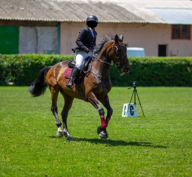 Cal de sport (iapa) 13 ani  echitatie