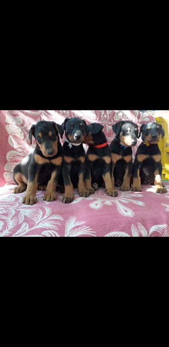 Doberman bolalariga OLDINDAN ZAKAZ OLAMIZ
