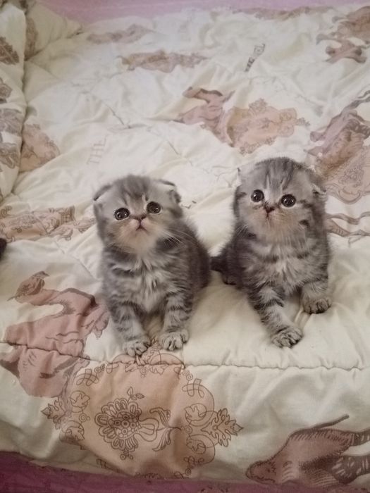 Продаются вислоухие котята