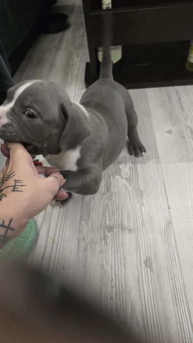 Американско Покет Були