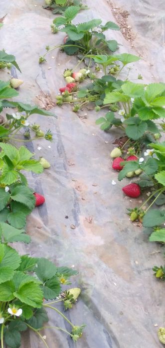 Karyski qulupnay kõchat