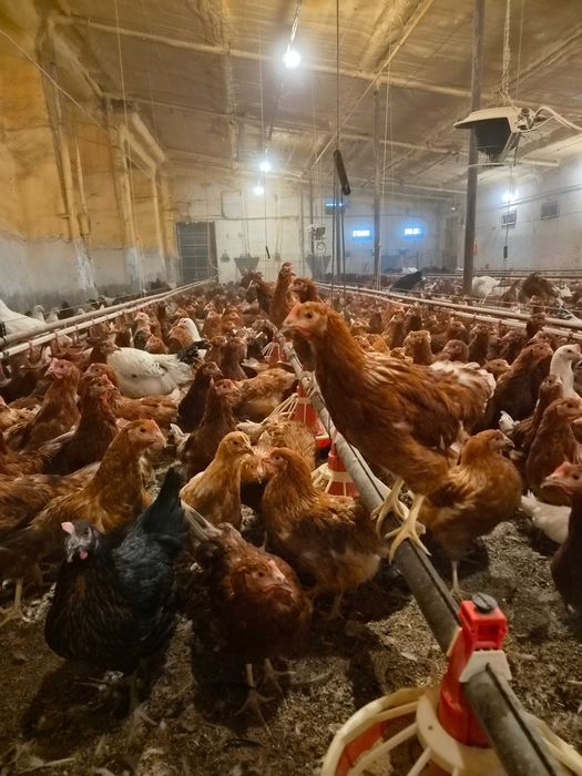 Puicuțe ouătoare – 17 săptămâni – aproape de ouat
