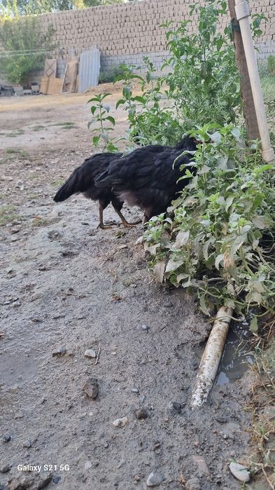 Чёрный принёс 10шт в месте.