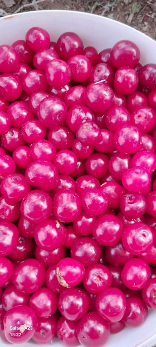 Продаётся вишня дачная крупная и очень сладкая