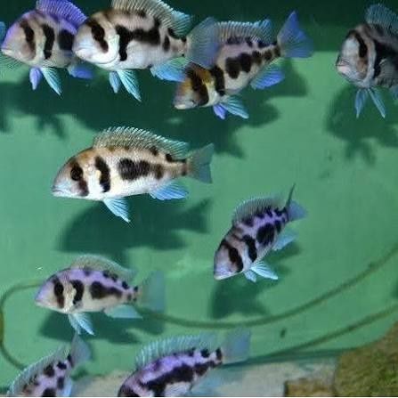 Фронтоза Черная вдова