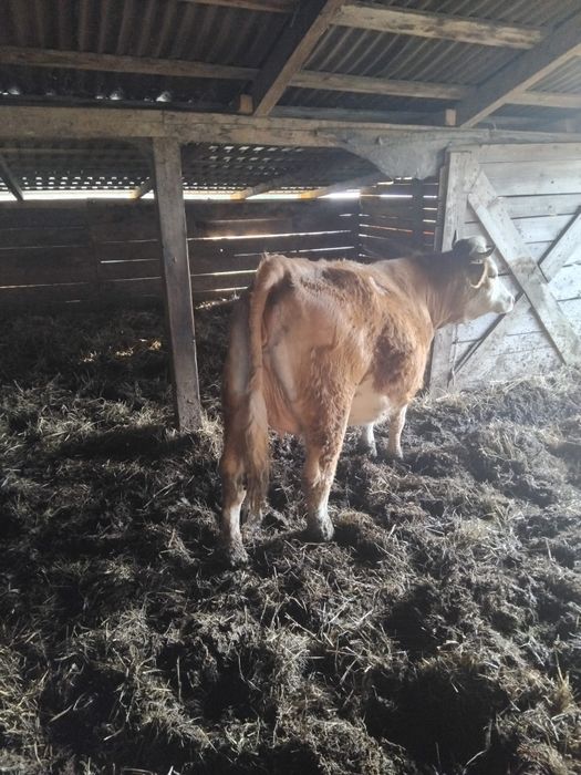 Vanzare vaci inf la telefon