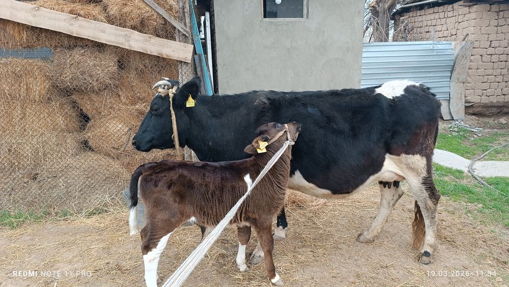 Бұзаулы сиыр сатылады!