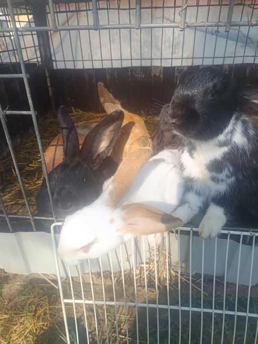 Vând iepuri Detalii in pv