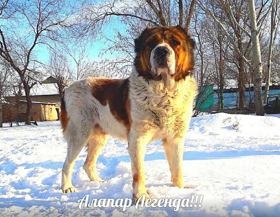 Молодой төбет сатылады