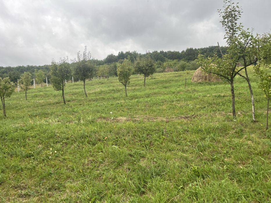 Teren Intravilan Unirea Viile cu Pomi