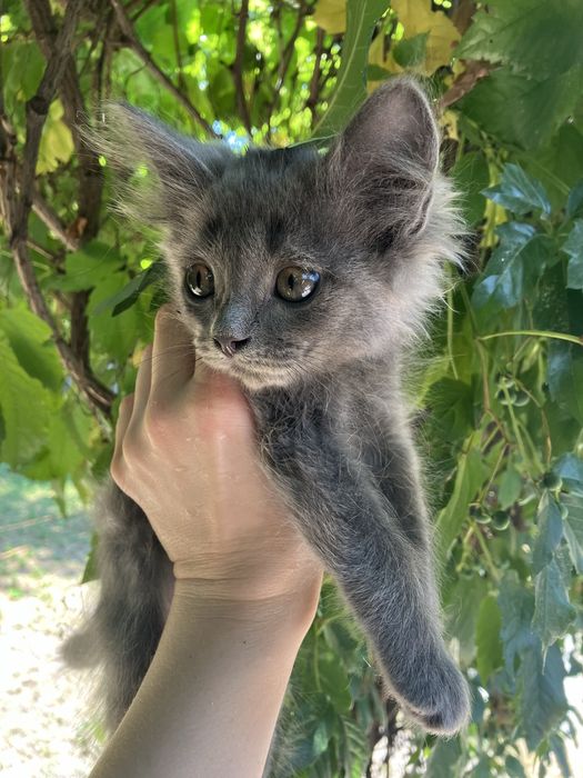 Котик ищет дом. Срочно. Серый