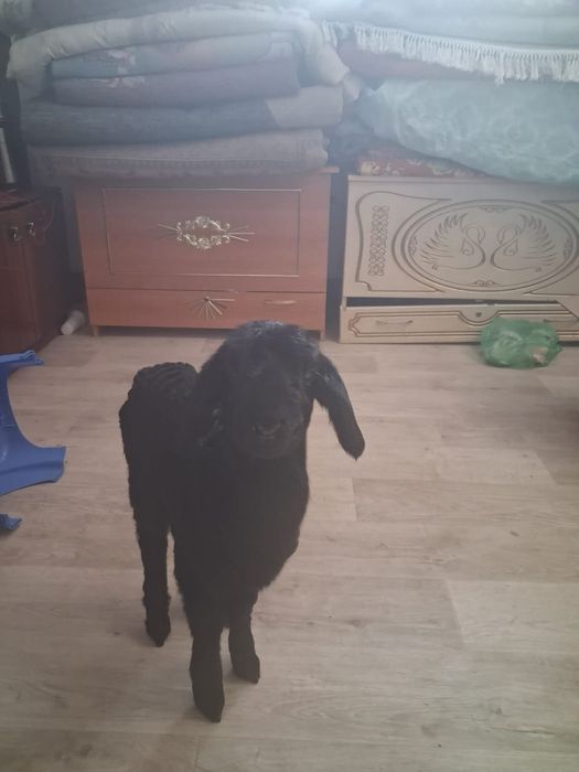 Гиссар тұқымының қозысы сатылады