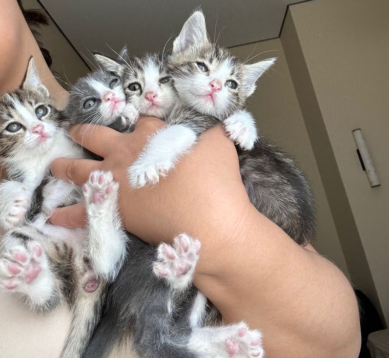 Котята в добрые руки!