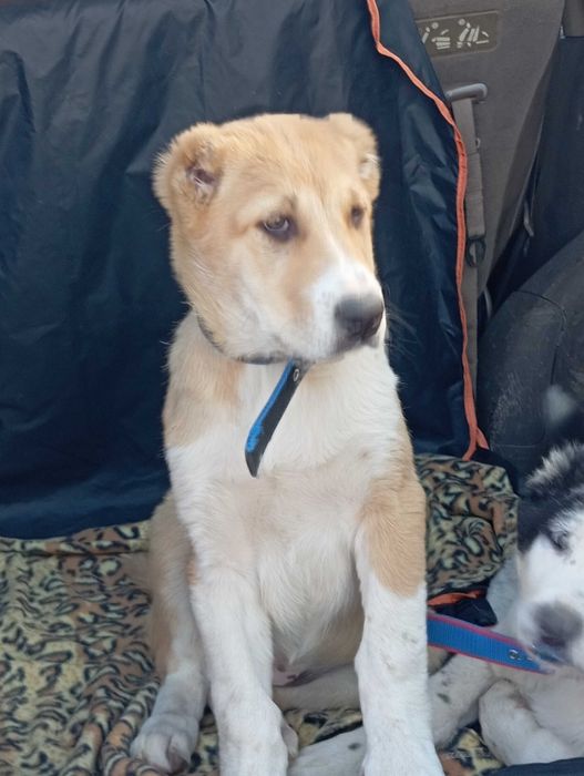 Щенки алабая (САО) девочки