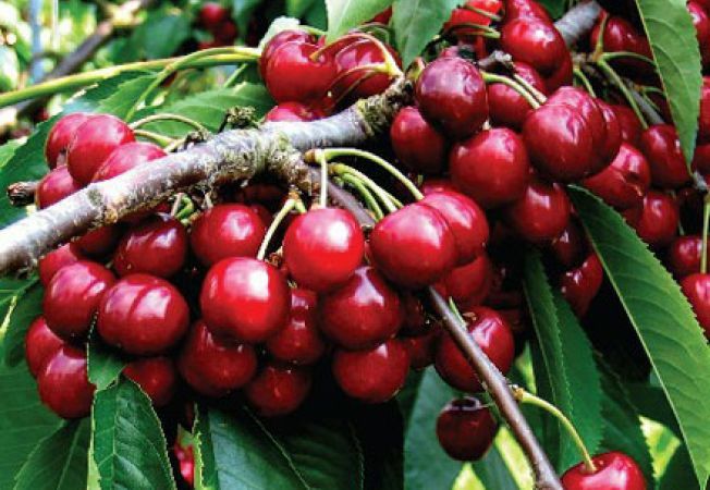 Pomi Fructiferi Stravechi Glia Stramoseasca (Cires )