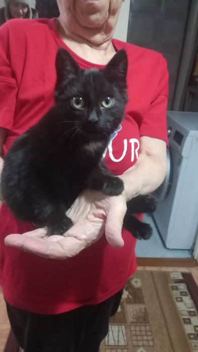 Котята ищут любящий дом