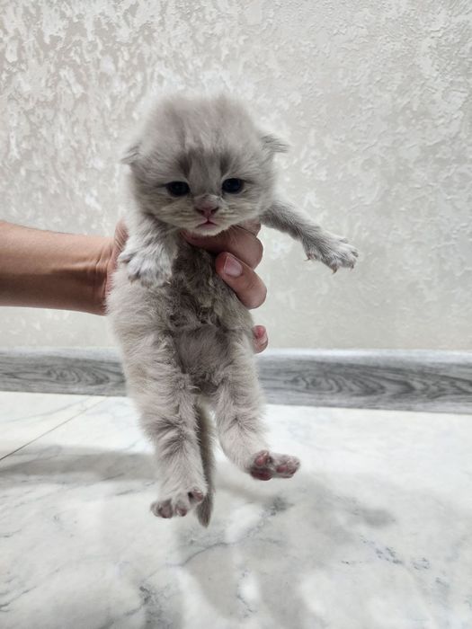 Котята Scottish Fold