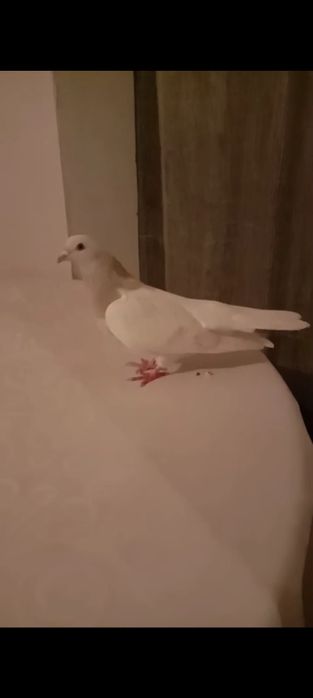 Голубка  Белый Тасман