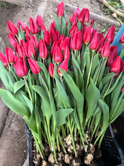 Тюльпаны экстра класса оптом
