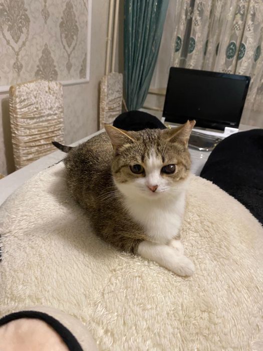 Отдам котёнка и кошелёк в добрые рукм