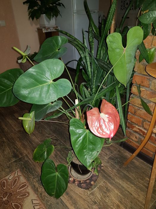 Комнатные. Растения