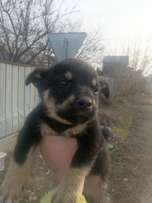 Отдам щенков , в хорошие руки