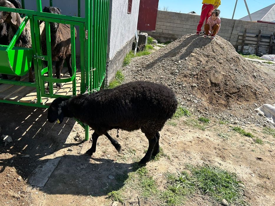 Қощқарлар сатылады