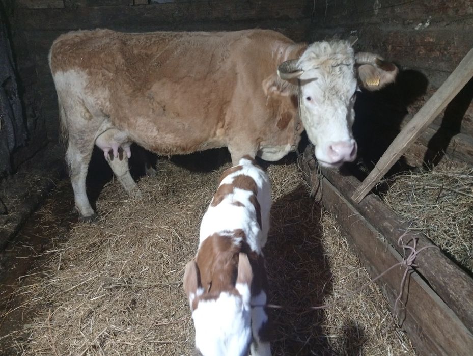 Buna ziua vind vaca cu viță de-o săptămână...nu muheeeeeeeeerrrrrrrrrt