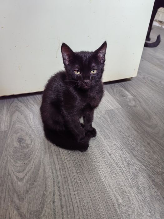 Отдам котёнка в хорошие руки