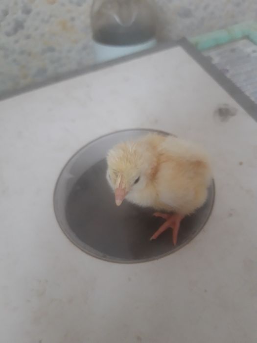 Продам цыплят суточных