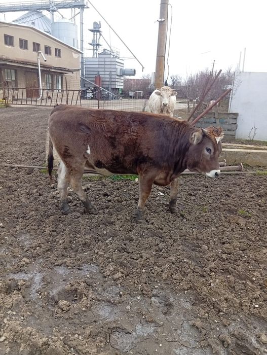 Vând Vițea Montată Preț 7500 lei Preț Fix