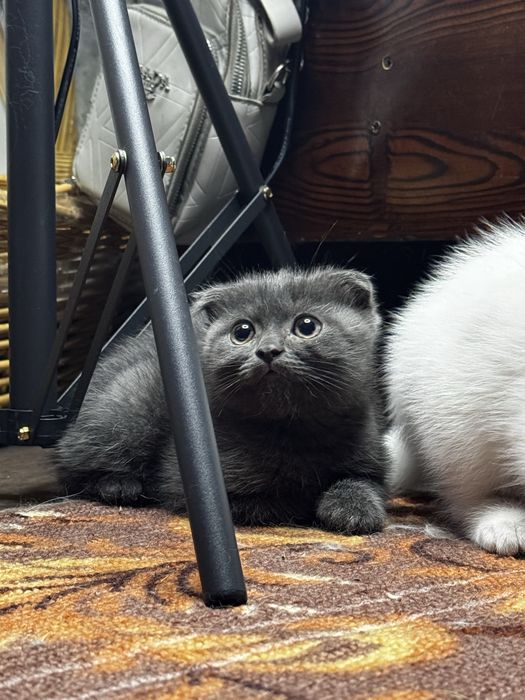 Котенок Скоттиш фолд вислоухий чистокровный