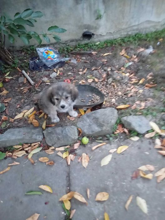 Căței adopție donatie